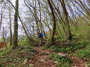 14 In salita nel bosco di carpini neri